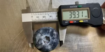 Australian Farmer Bites into Guinness World Record with Gigantic Blueberry!