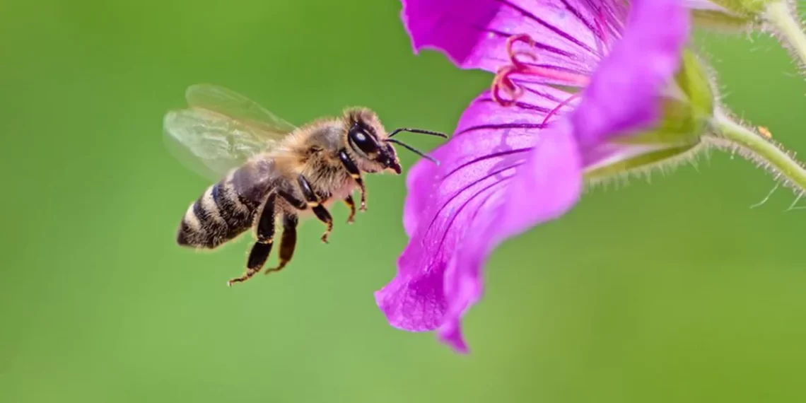 Emergency Authorization Raises Concerns as UK Sugar Beet Farmers Granted Use of Bee-Harming Pesticide