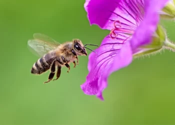 Emergency Authorization Raises Concerns as UK Sugar Beet Farmers Granted Use of Bee-Harming Pesticide